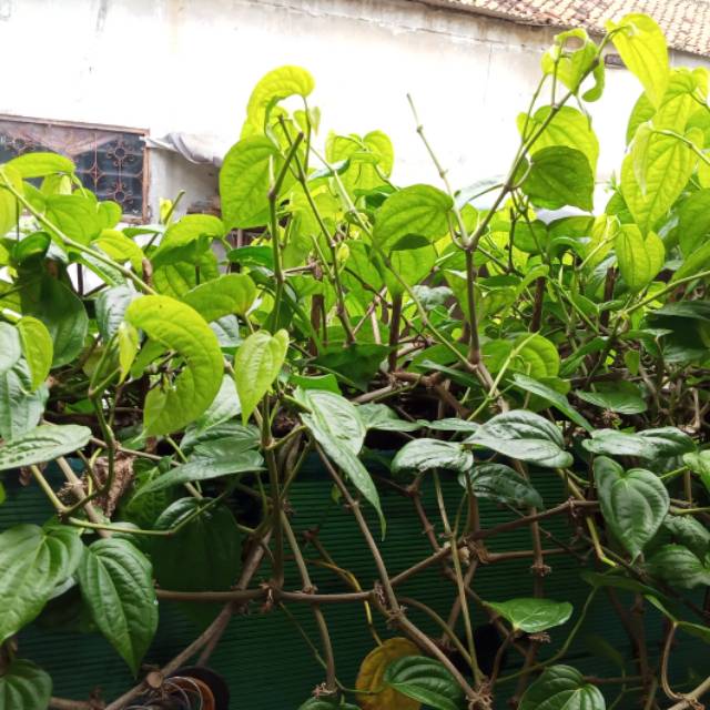 

Daun sirih segar / daun obat herbal