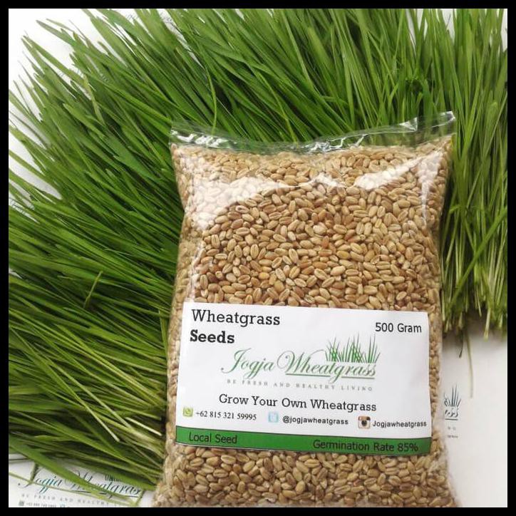 

Terpercaya Distributor Rumput Gandum 1KG TERMURAH Wheatgrass