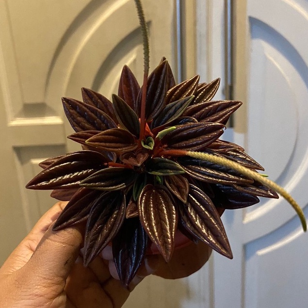 Peperomia Roso Red