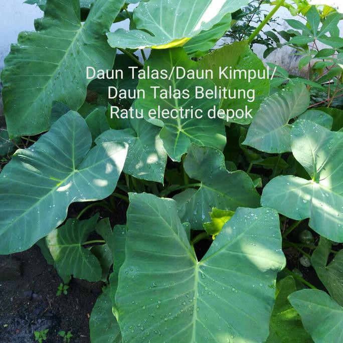 Daun Talas / Daun Kimpul / Daun Talas Belitung makanan kura kura darat ratele992 Diminati Banget