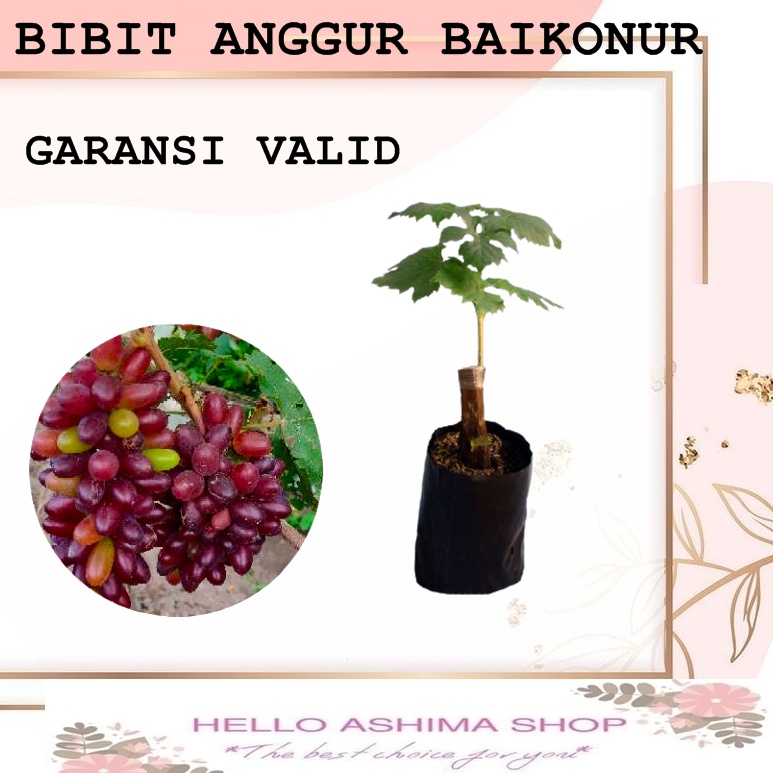 Bibit Buah Anggur Import New Baykonur - ROOTSTOCK LOKAL