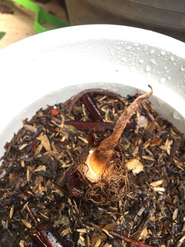 Bonggol Alocasia Watsoniana