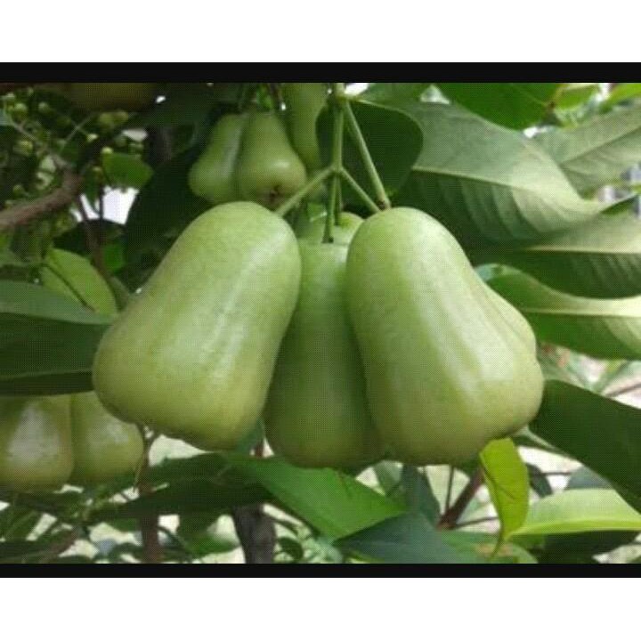 Bibit Jambu Air Madu Deli