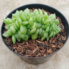 echeveria cristata