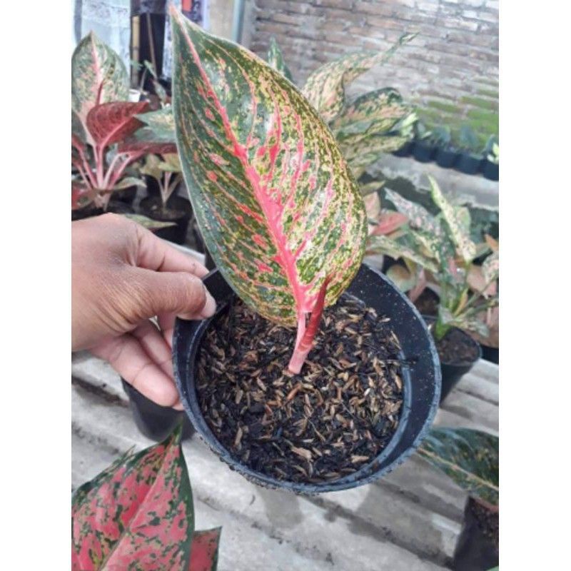 PROMO anakan aglonema tiara