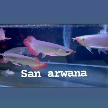 ikan arwana sr arwana super red