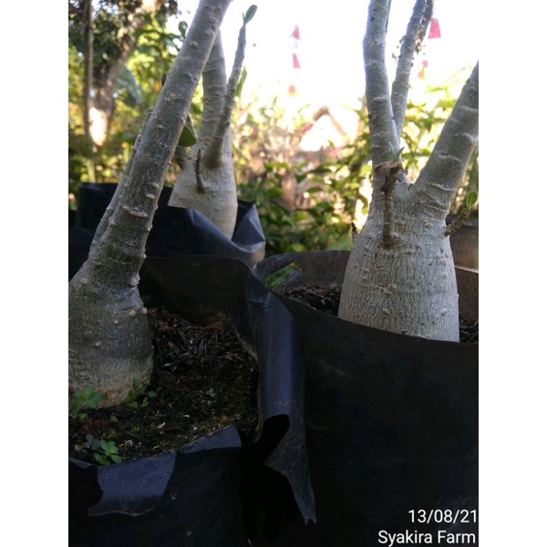 bibit bonsai bunga adenium