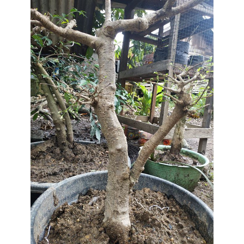 Anting Putri Bahan Bonsai Bonggol Anput Sudah Berakar Ukuran Sedang