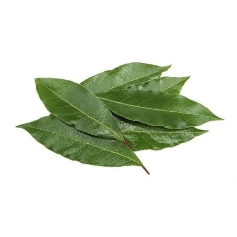 

DAUN SALAM SEGAR /fresh langsung petik pohon