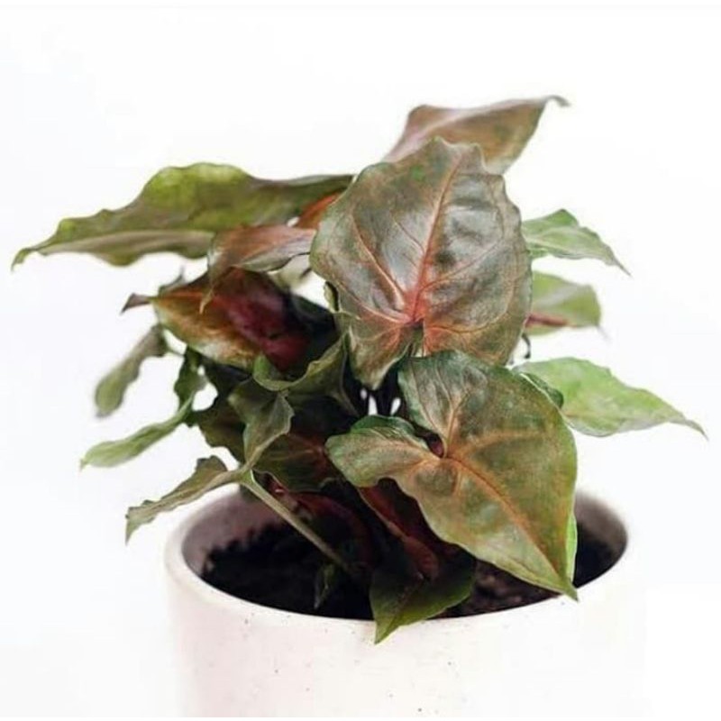 syngonium maria,tanaman syngonium