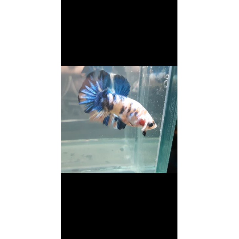 ikan cupang koi galaxy masking REAL PICT