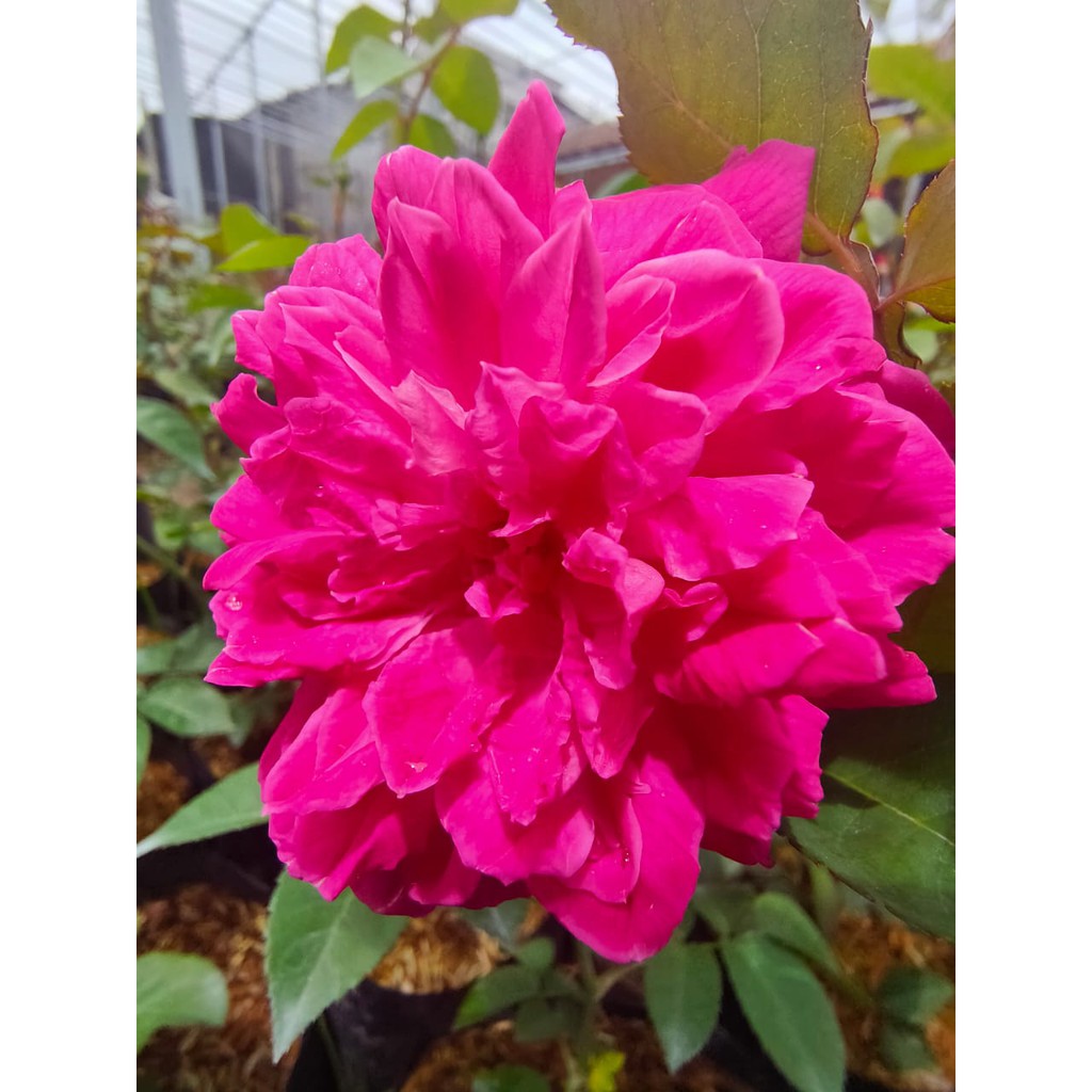 Bibit Tanaman Bunga Hias Mawar Pink holland (Rose Pink) BERGARANSI