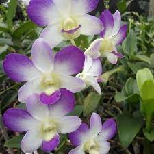 anggrek arindang blue dp