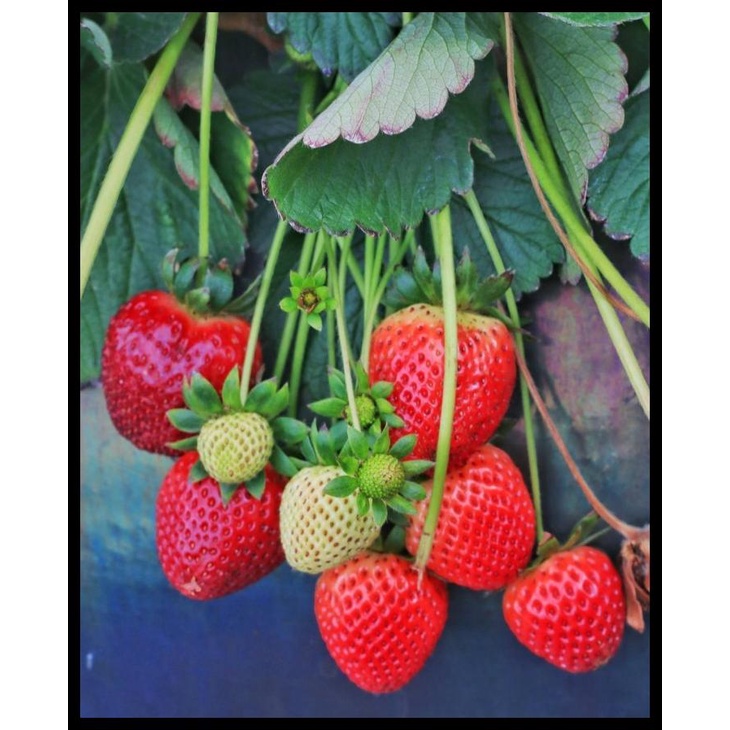 Jual BIBIT STRAWBERRY MENCIR GAGANG PANJANG KONDISI BERBUNGA KODE 906 ...