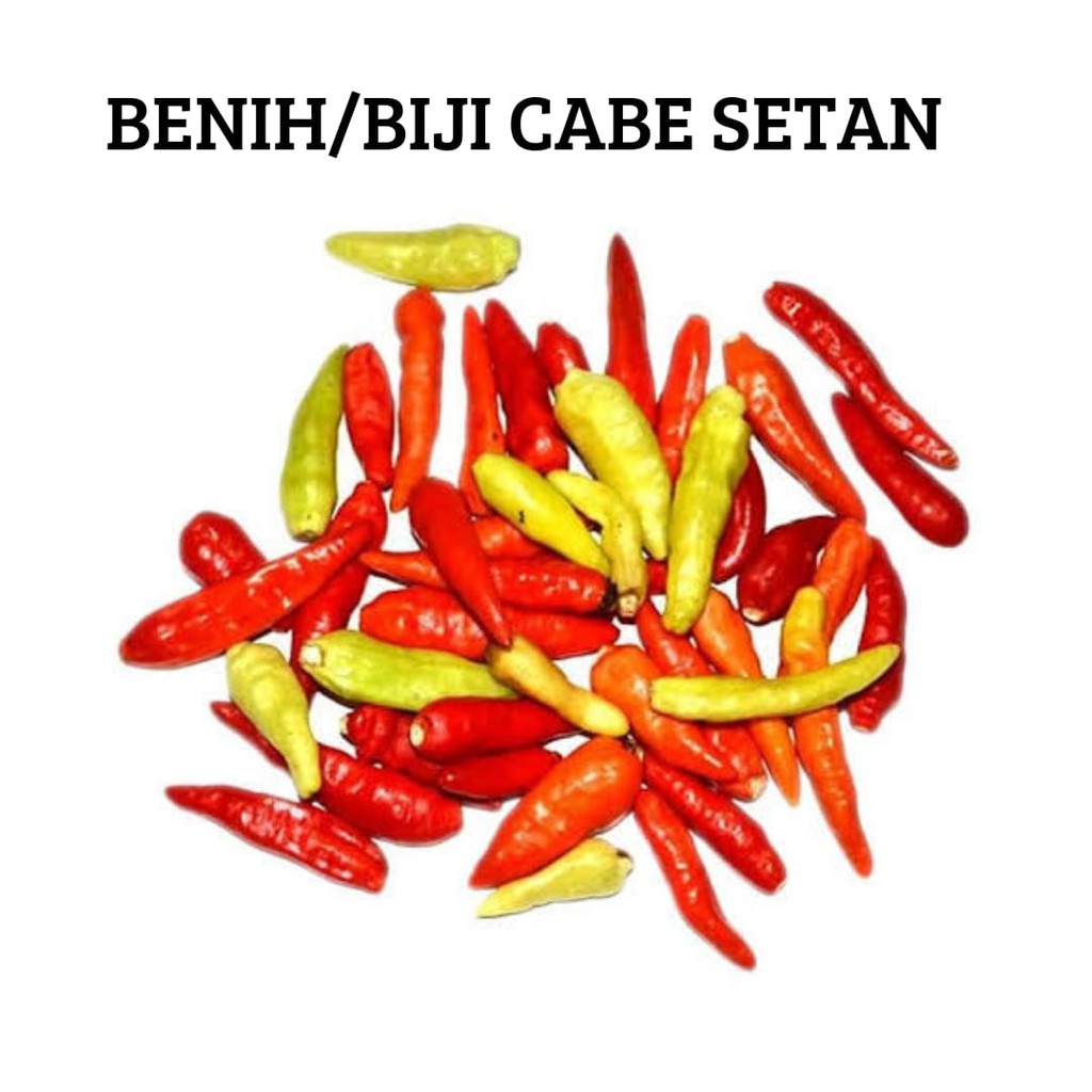 Benih biji Cabe Setan