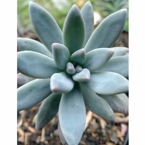 SUKULEN BLUE CHALK / SUCCULENT GRAPTOSEDUM FRANCESCO BALDI