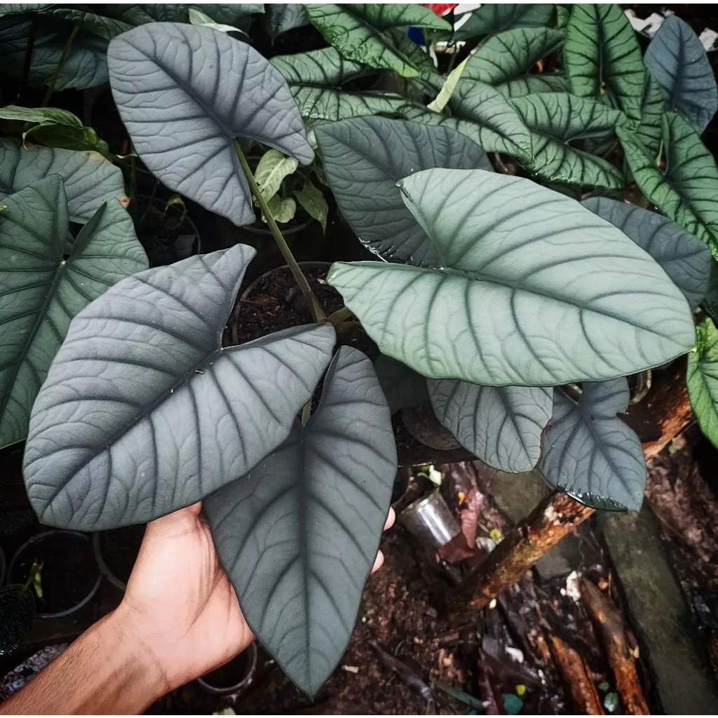 Tanaman  Alocasia Regina / Alocasia reginae