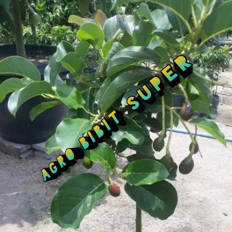 bibit alpukat Kelud // bibit alpukat subang