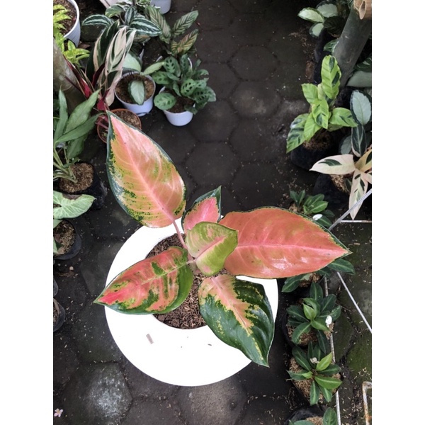 aglaonema kochin tembaga pelangi