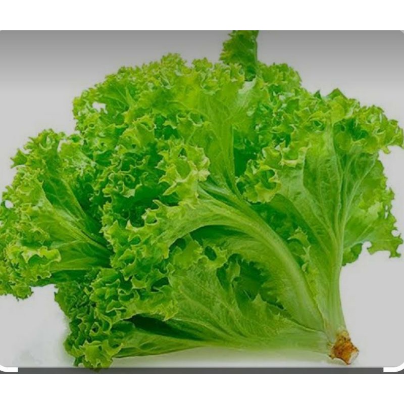 Benih Repack Selada Grand Rapids - panah merah