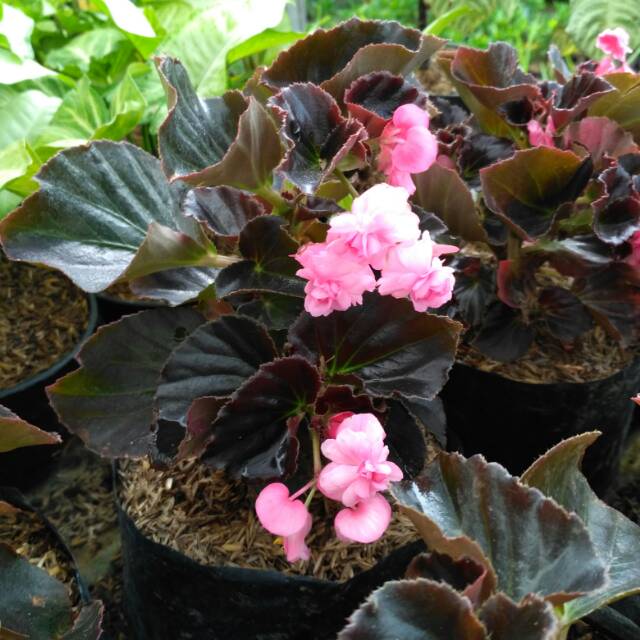 tanaman begonia bunga tumpuk