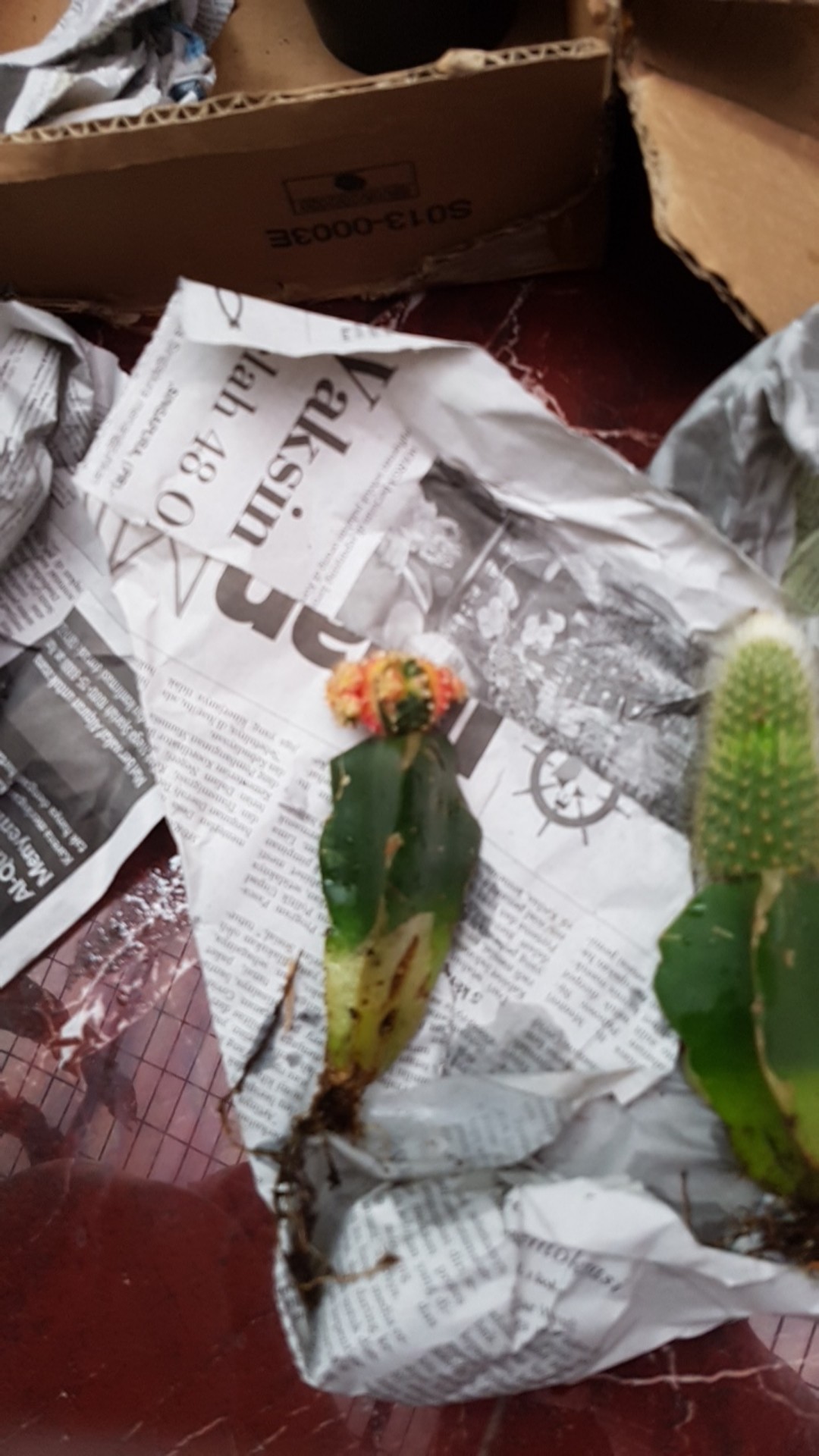 Kaktus Gimno Trikaler Per Pot