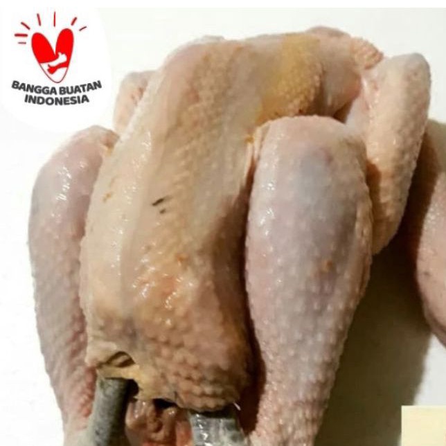 

daging ayam kampung utuh dijamin fresh segar