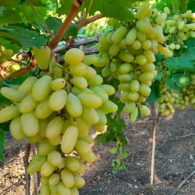 bibit anggur import sonaka grafting (bibit anggur stek/grafting) bibit anggur murah