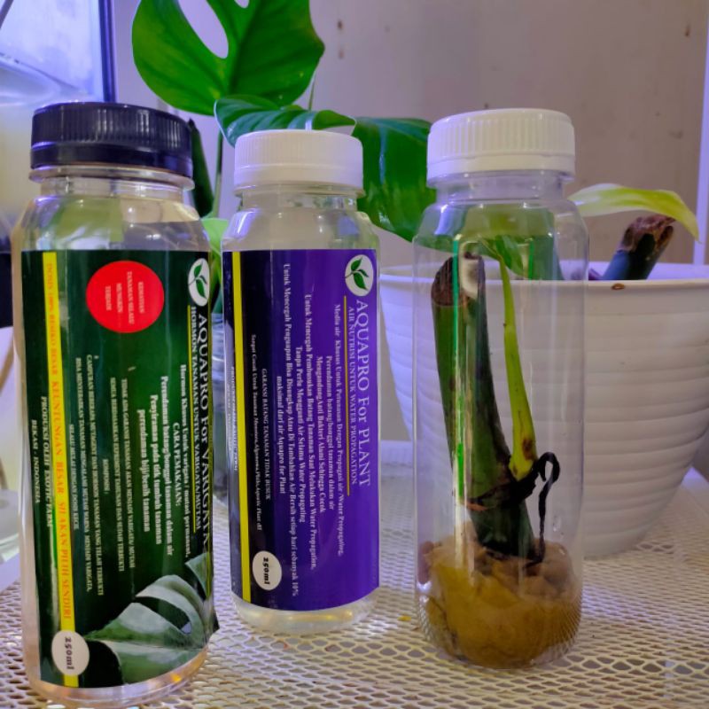 Beli bibit Monstera raphidopira pertusa paket hormon varigata