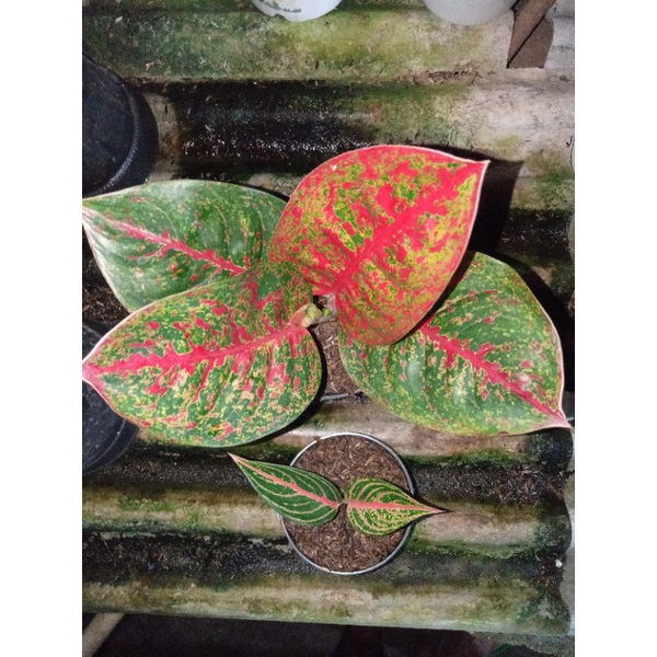 aglonema paket red stardust & legacy baby