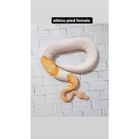 ball python albino pied