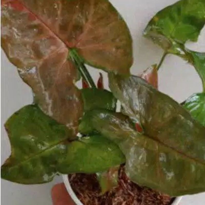 Tanaman hias singonium mini merah ati/Maria