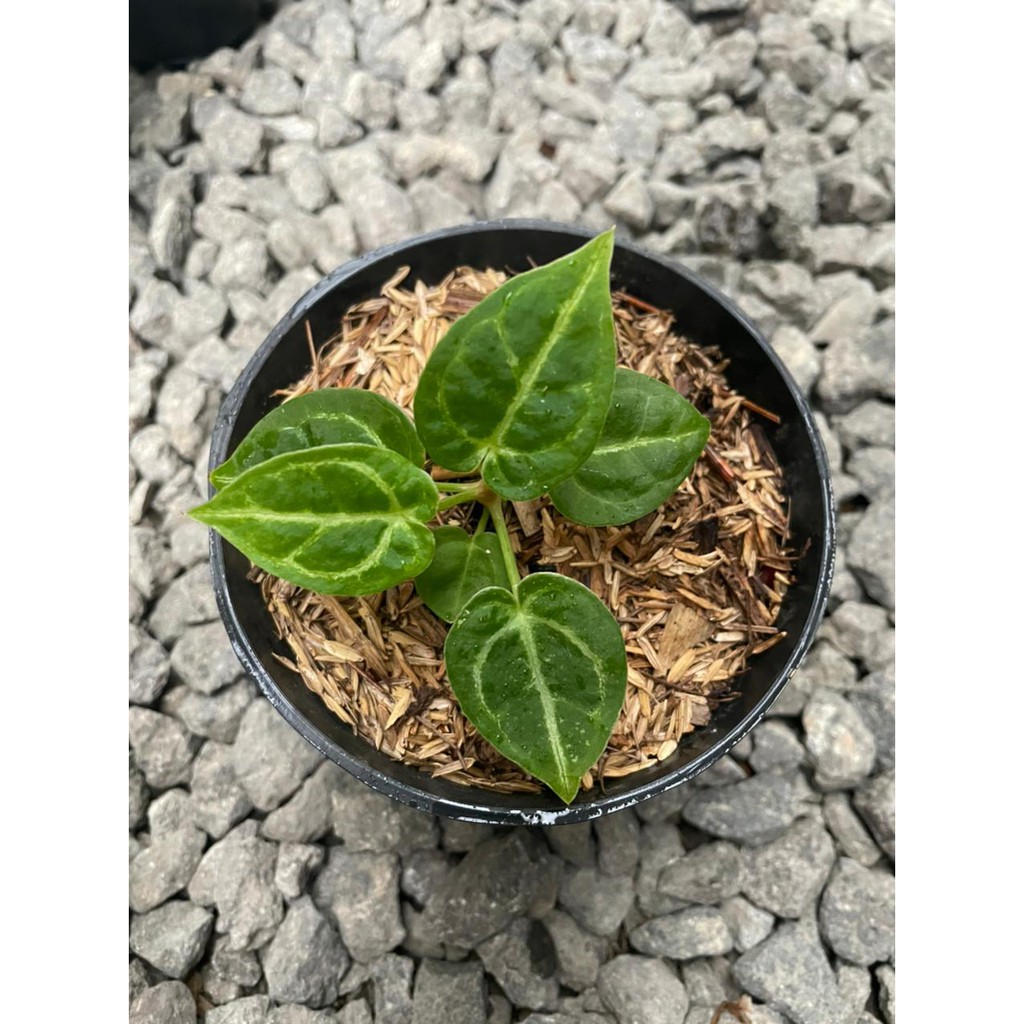 baby kuping gajah dorayaki ori