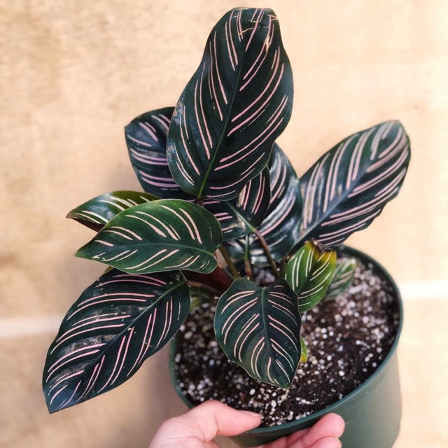 Bibit tanaman calathea ornata batik Shopee Indonesia Bibit tanaman calathea ornata batik Shopee Indonesia