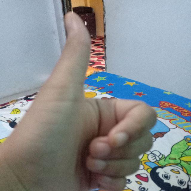 Tanaman Hias - Bibit Bunga Chriptantus Red