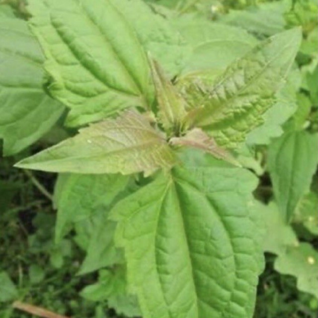 

DAUN KOPASANDA SEGAR 250gr