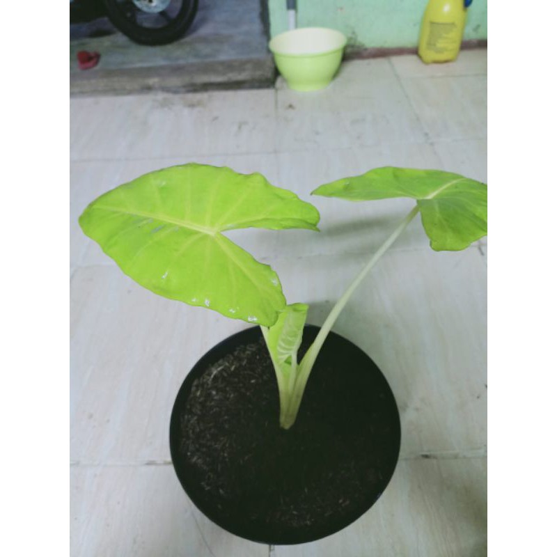 tanaman hias sente golden