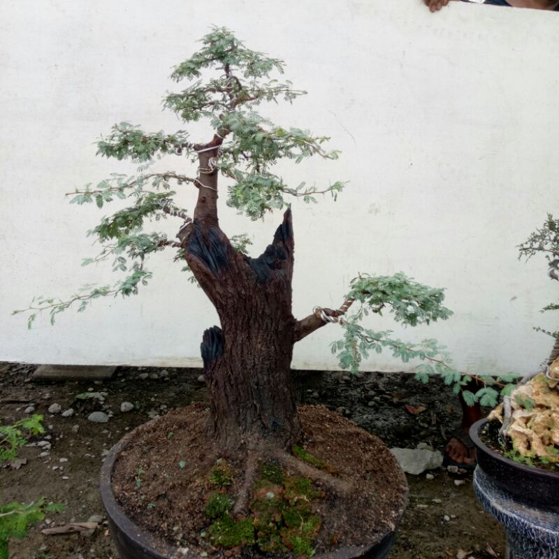 Bonsai Arabika / Klampis Ireng