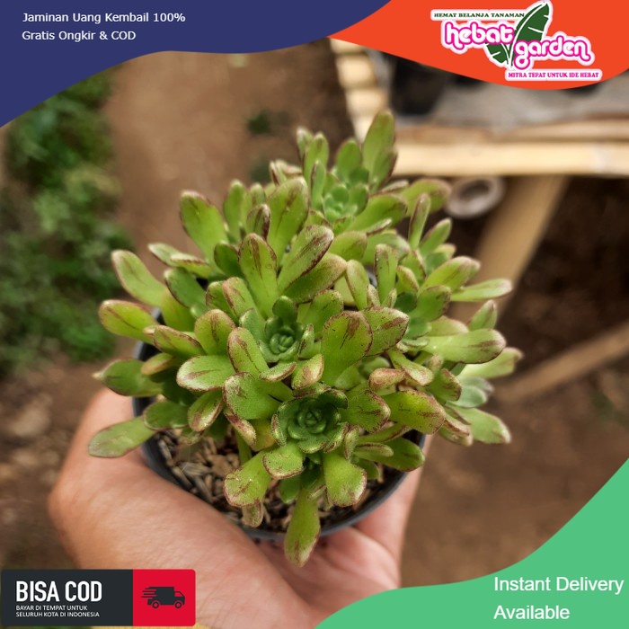 Harga aeonium cluster Terbaru Apr 2026 | BigGo Indonesia