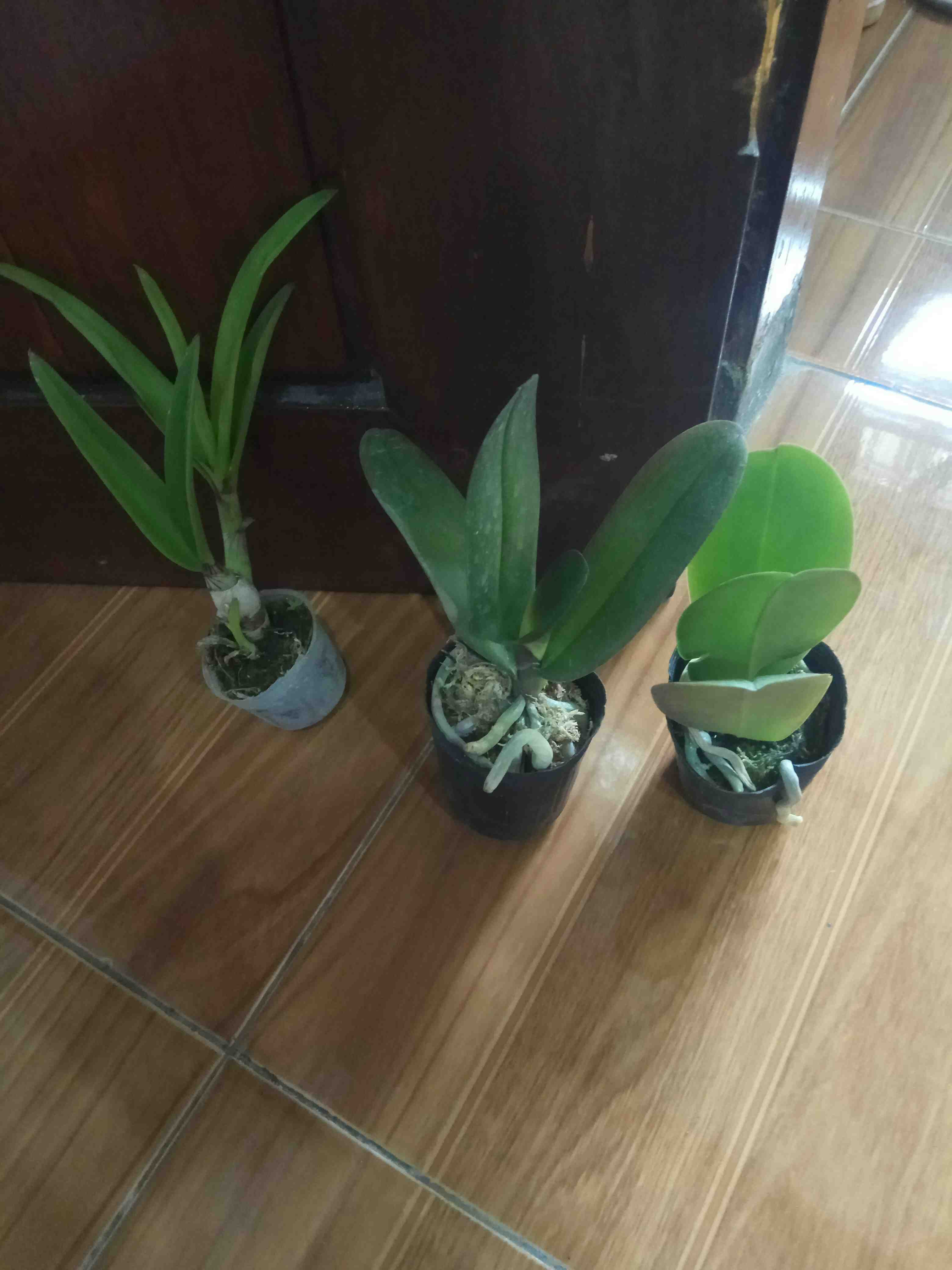 Seedling Praremaja Dendrobium