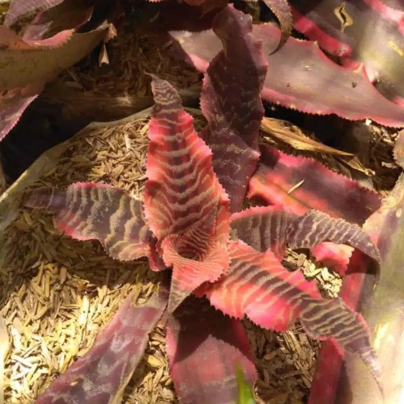 criptantus nanas merah sensiviera