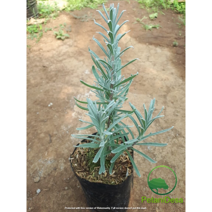 Bibit Tanaman Lavender English - Lavender Inggris