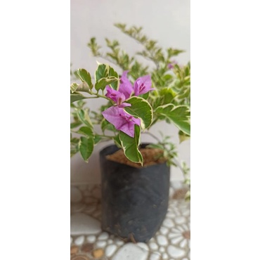 Bougenville Varigata Ungu