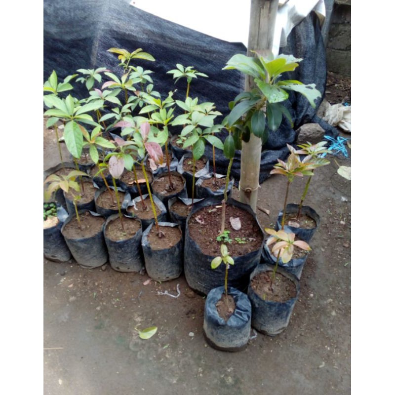 bibit alpukat red vietnam asli