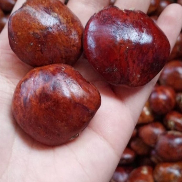 

Jengkol Tua Super Berkualitas 500Gr