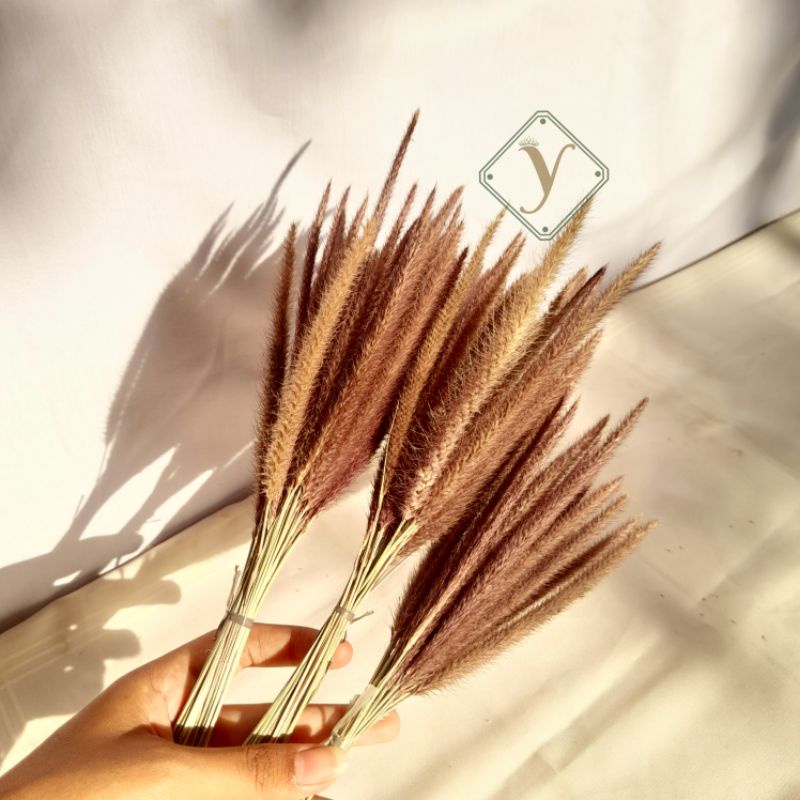 [GROSIR 30 tangkai] Oson-oson Hitam/Sataria/Dried Flower Local Aesthetic/Bunga Kering/DekorasiRustic