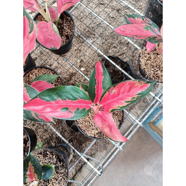 bunga aglonema suksom lilin