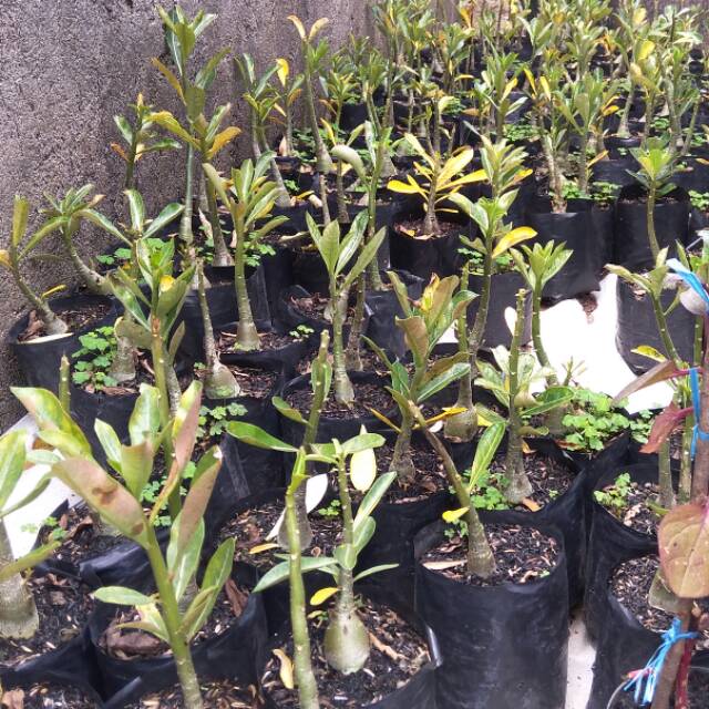 Pohon kamboja jepang(adenium)
