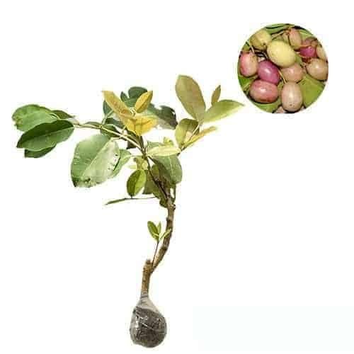 Bibit Tanaman Buah Juwet Putih - Jamblang Putih - Duwet Putih Cepat Berbuah - Bibit Buah