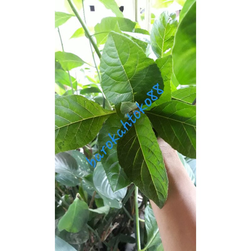 

menjual Daun Sambung nyawa/ daun bunda 50 lembar Masih Segar